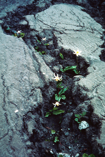 Image shows a bank of dark gray ash. Erosion has carved a shallow, sinuous channel in the ash. Lovely white avalanche lilies are growing in the channel, their green leaves vivid against the gray.
