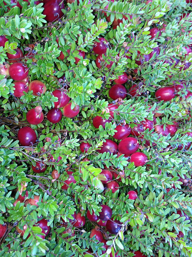 Ripe berries on the vine ready to be picked at Mayflower Cranberries in Plympton, Mass.
