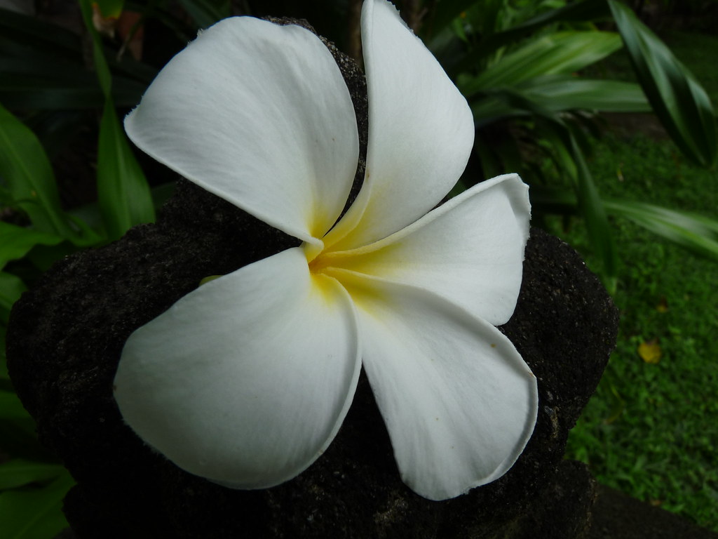 Plumeria - frangipanier - Page 9 11725293464_8a9f46b9bf_b