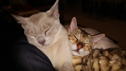 ...and Julian didn't think they'd ever get on and get to love eachother! :) Here they are, cuddled up together on his lap!