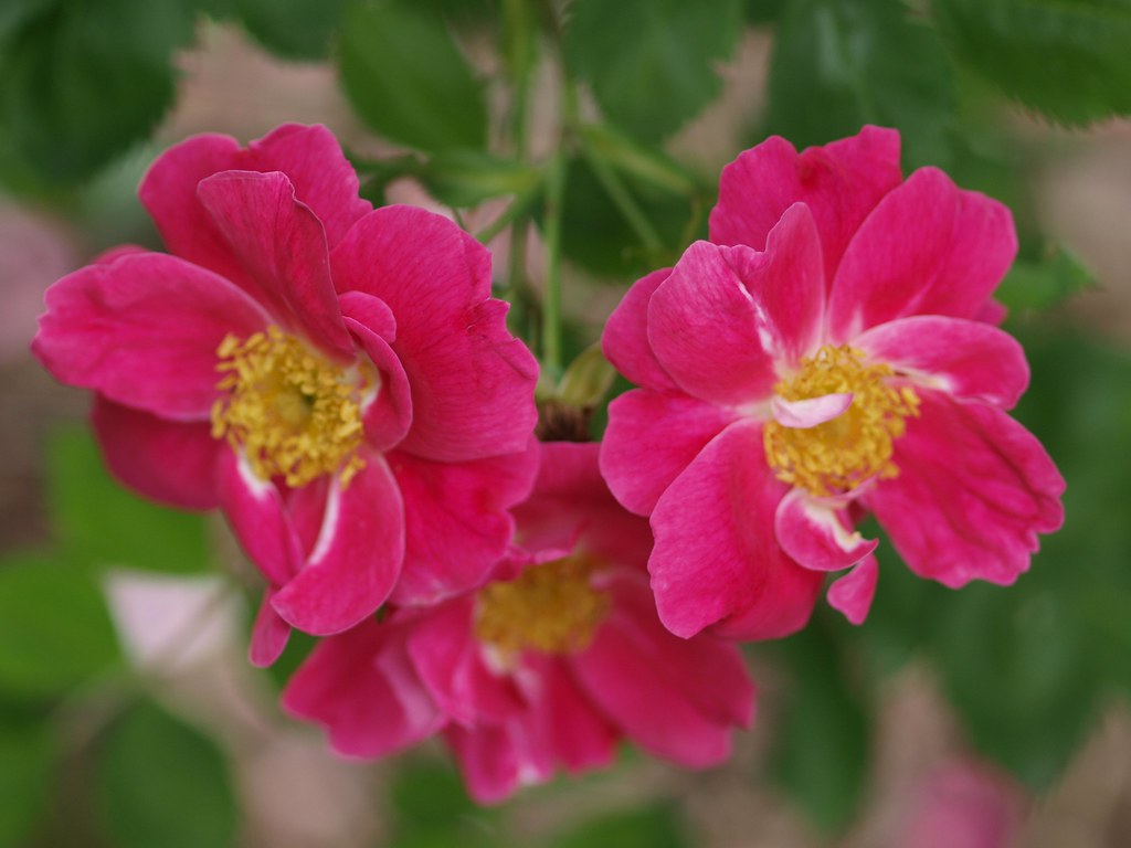 Bilderesultat for rosa william baffin