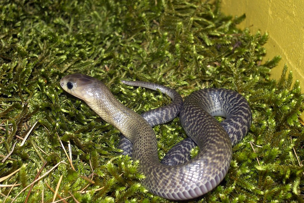 philippine cobra | Picture from 2007, captive bred Naja phil… | Flickr