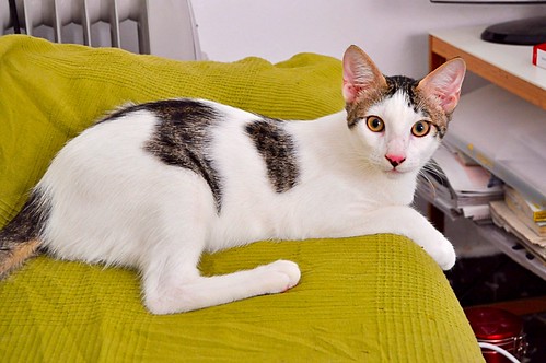 Abel, gatito blanco y pardo cariñoso y activo esterilizado, nacido en Marzo´15, en adopción. Valencia. ADOPTADO. 20341854522_91f97ab815