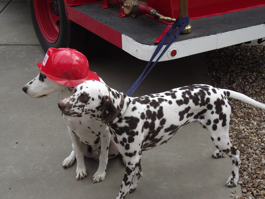 Horsham Fire Station Dalmatian Mascot Dogs The station