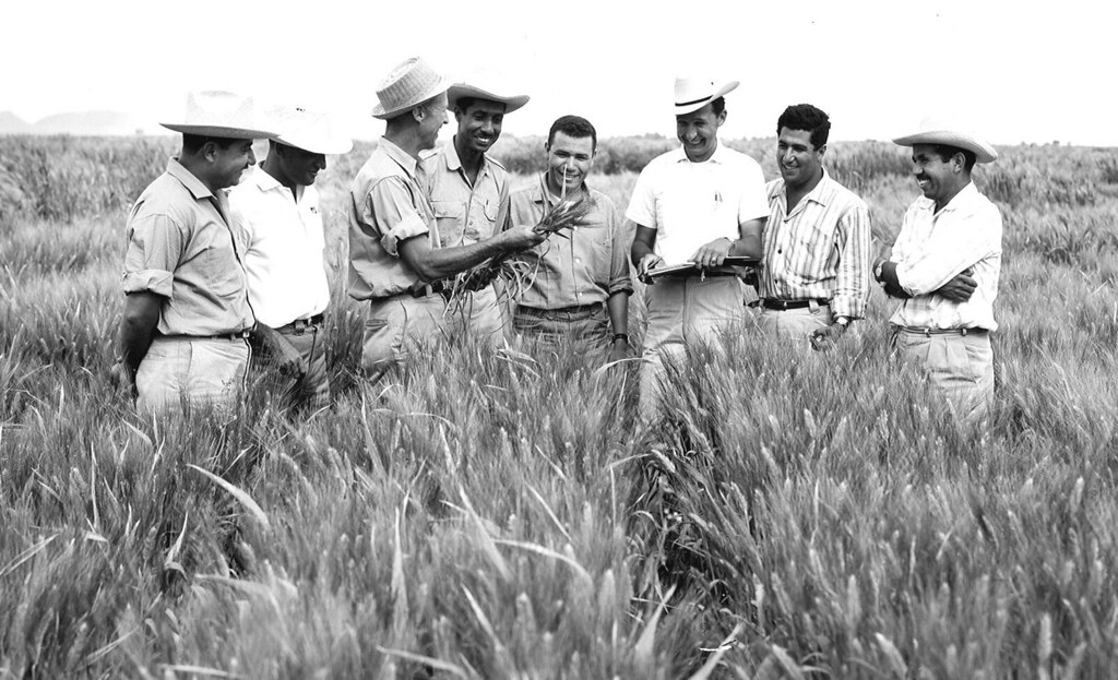 Dr. Norman Borlaug seen standing in Mexican wheat field with group of biologists