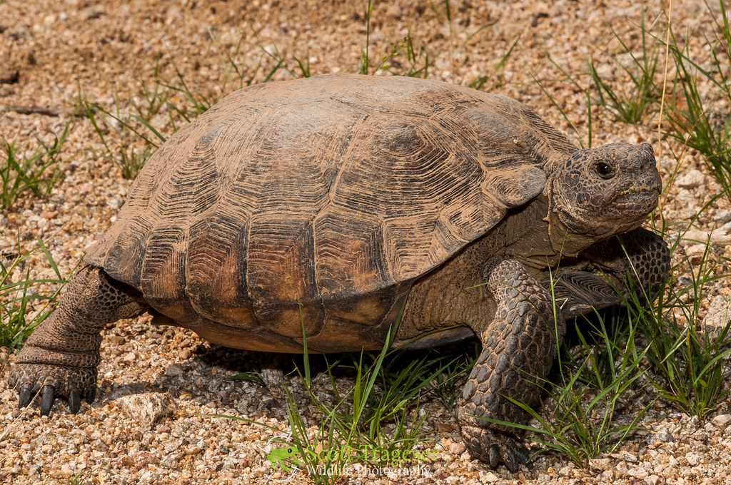 Sonoran Desert Tortoise (Gopherus morafkai) | Sonoran Desert… | Flickr