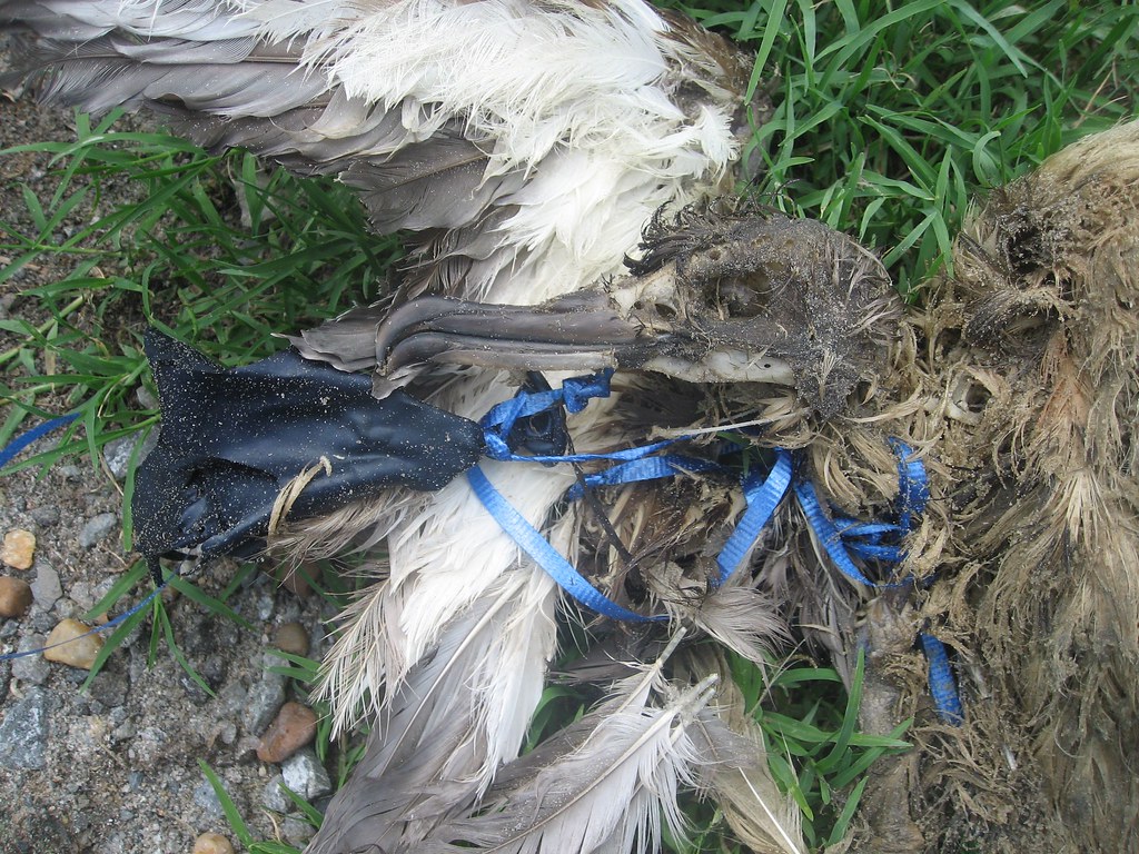 氣球線纏繞在死亡海鳥脖頸處的照片。圖片來源：USFWS(CC BY 2.0)
