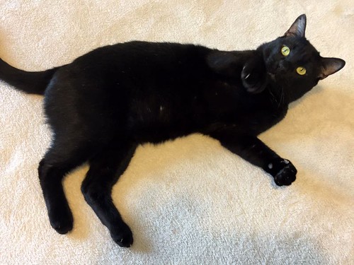Apolo, gato negro bellísimo y mimosón esterilizado, nacido en Agosto´15, en adopción. Valencia. ADOPTADO. 33288716666_6d8533d4e7