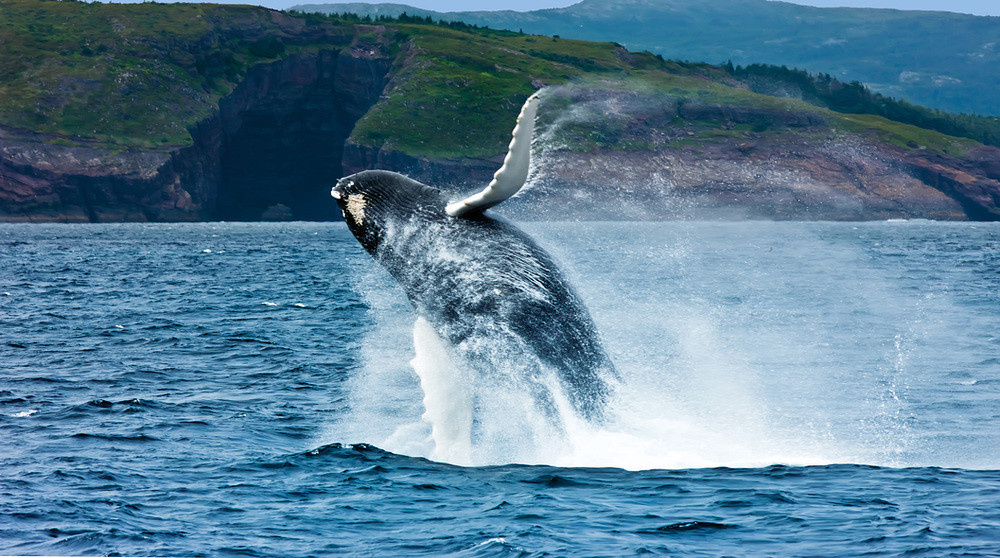 A whale breaching the surface of the ocean. The best time to visit Newfoundland is June.