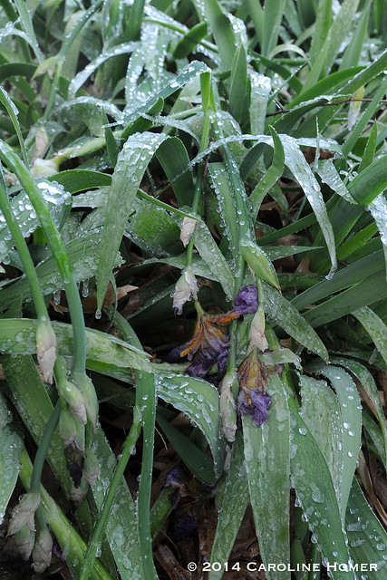 droopy irises