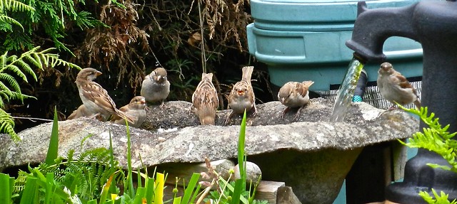House Sparrows DSCN4796