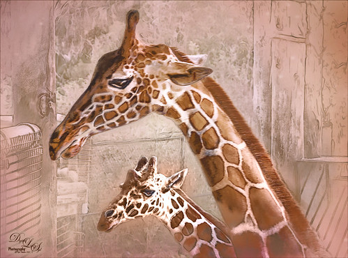 Image of a Mother and Baby Giraffe at the Jacksonville Zoo