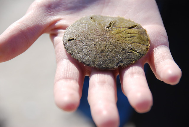 Beachcombing on the Chesapeake Bay at Kiptopeke State Park in Virginia is a fun year-round activity, you may even find a live sanddollar
