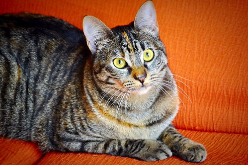 Muffy, gatita parda con toques naranjas muy cariñosa y buena esterilizada, nacida en Abril´16, en adopción. Valencia. ADOPTADA. 32430690353_c27245676d