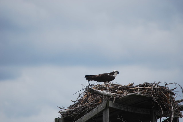 Osprey call the Rappahannock River home at Belle Isle State Park in Virginia