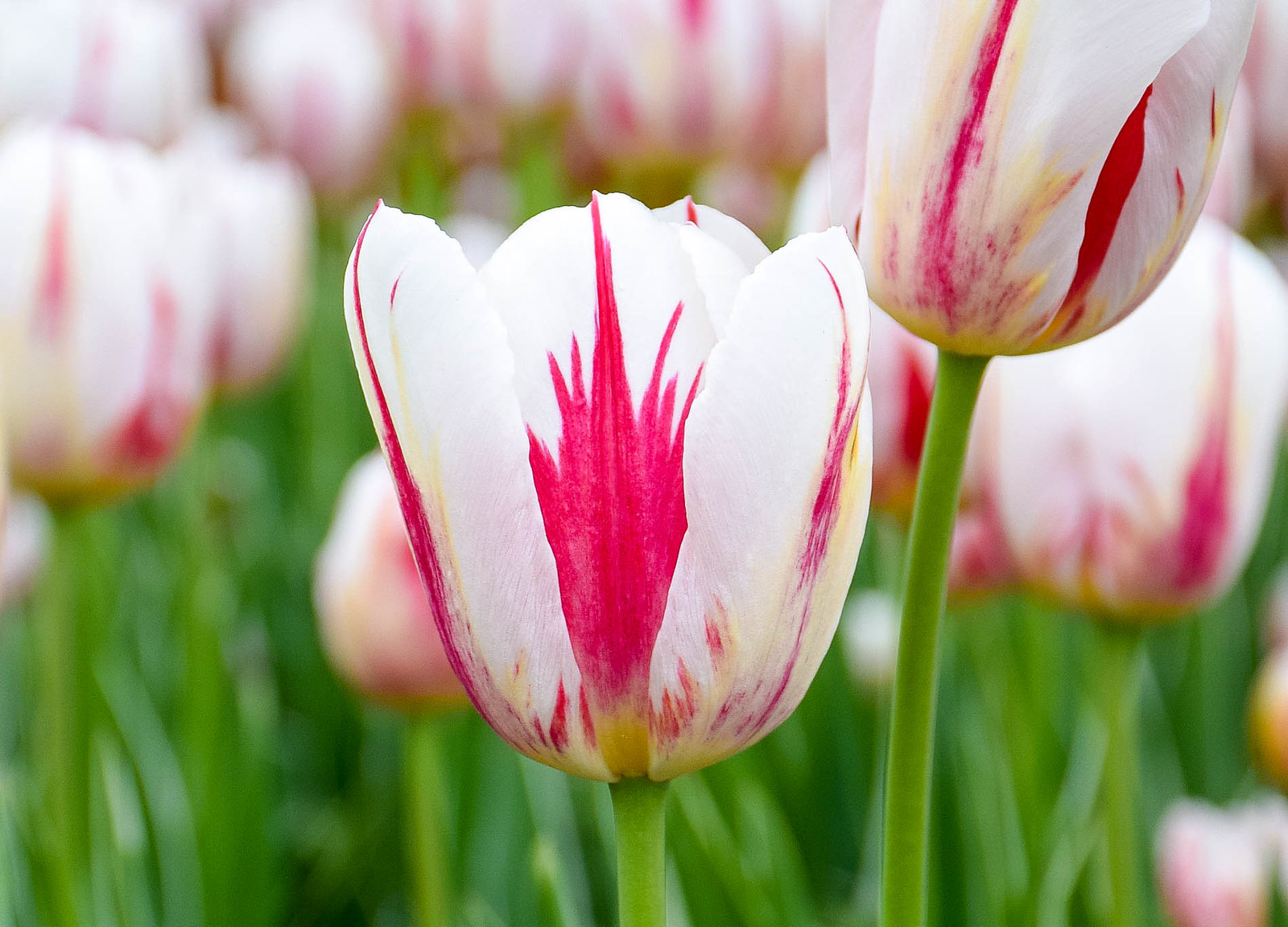 Tulips with a red maple leaf pattern at the Canadian Tulip Festival in Ottawa