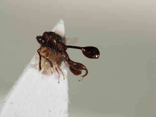 Small wasp with enlarged hindlegs and distended, thin petiole with a large abdomen at the end.
