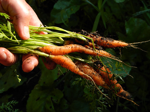 Dad's garden: carrots