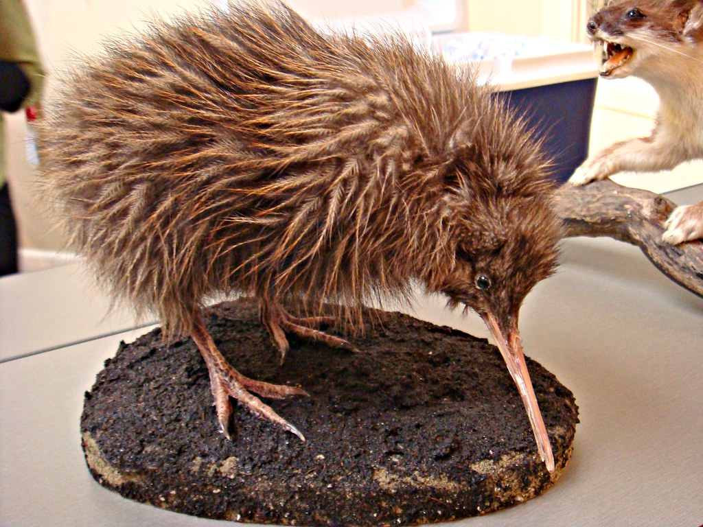 Baby Kiwi | Kiwi are flightless birds endemic to New Zealand… | Flickr