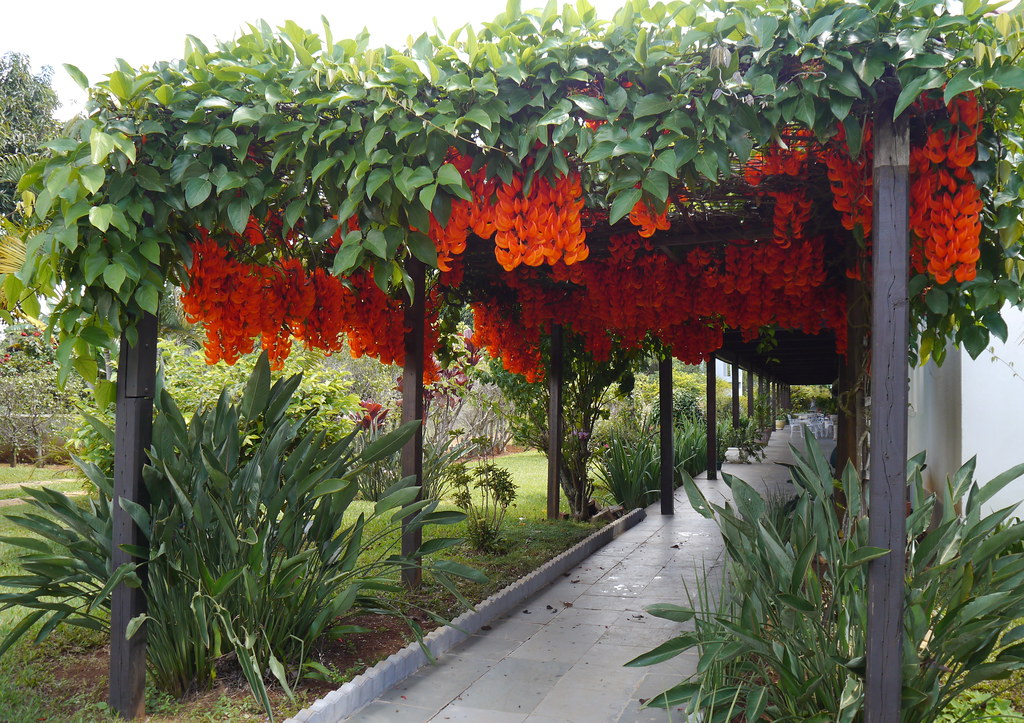 Flame of the forest vine  Red jade vine Mucuna 