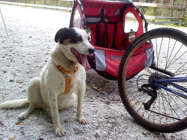 Pets are part of a healthy lifestyle at Virginia State Parks, here is a happy dog at High Bridge Trail State Park in Virginia