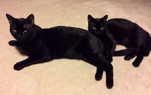 Apolo, gato negro bellísimo y mimosón esterilizado, nacido en Agosto´15, en adopción. Valencia. ADOPTADO. 32486868374_d39da4f6a4