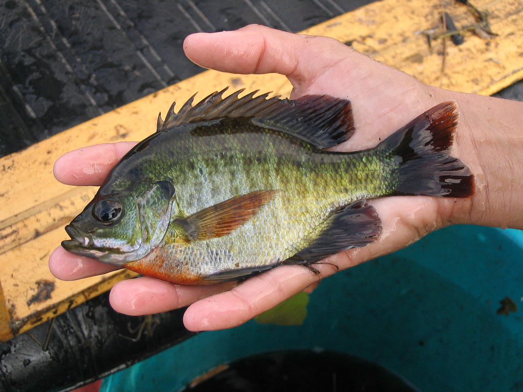 4 Ways to Target Bluegill on the Fly this Summer - LiveOutdoors