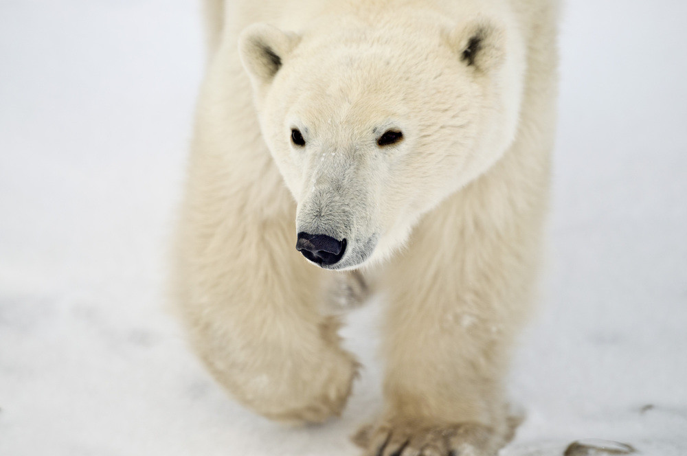 A polar bear in Churchill, Manitoba. The best time to see them is November.