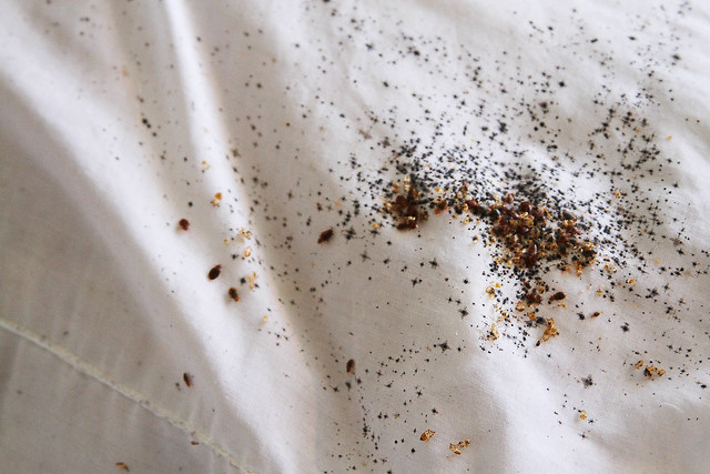 Bed Bugs on Pillows | Flickr - Photo Sharing!