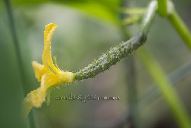 daisyjane photography cucumber garden 13 web