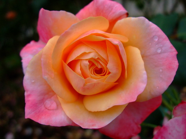 Rose | Flickr - Photo Sharing!