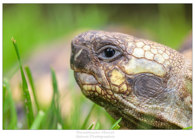 turtle head | Flickr - Photo Sharing!