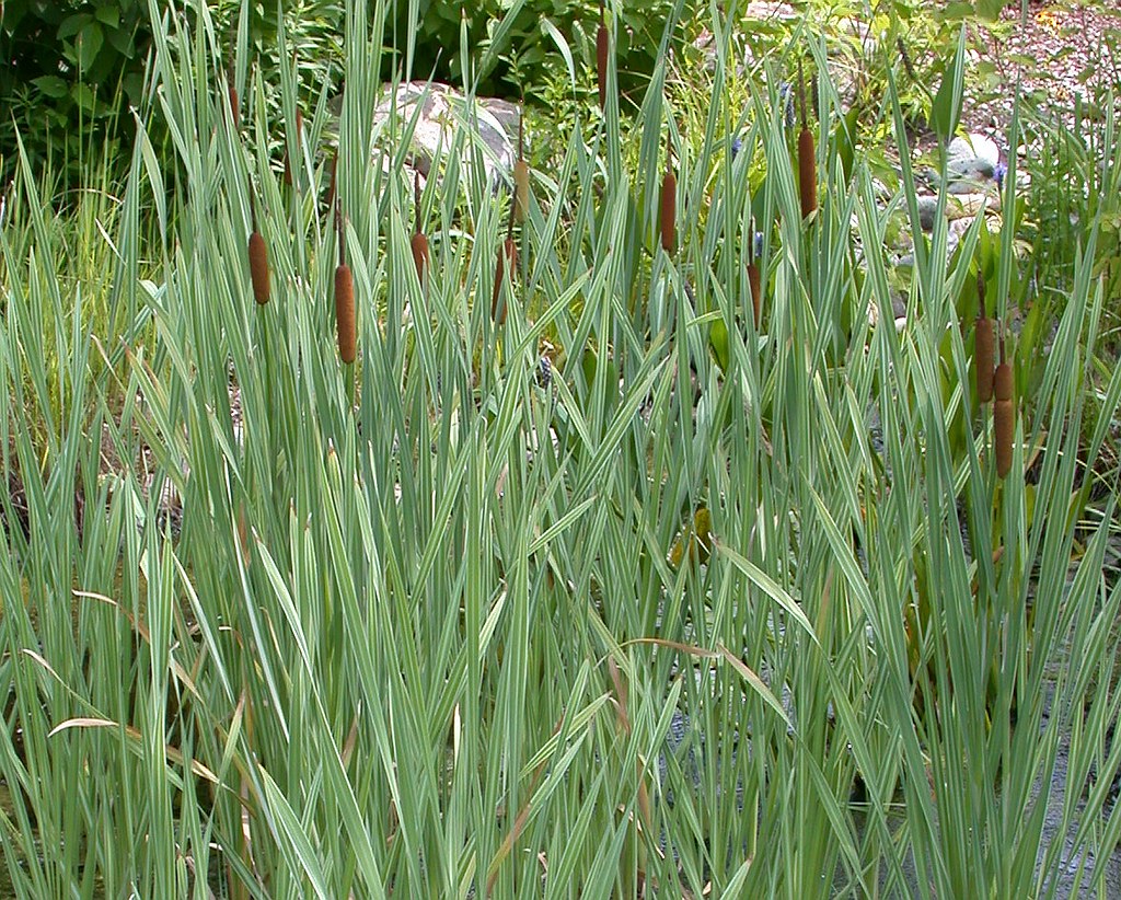 Variegated cattail (Typha)