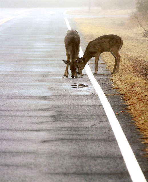 sika deer drinking water in the roadway