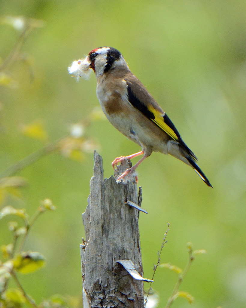 Goldfinch with cotton grass