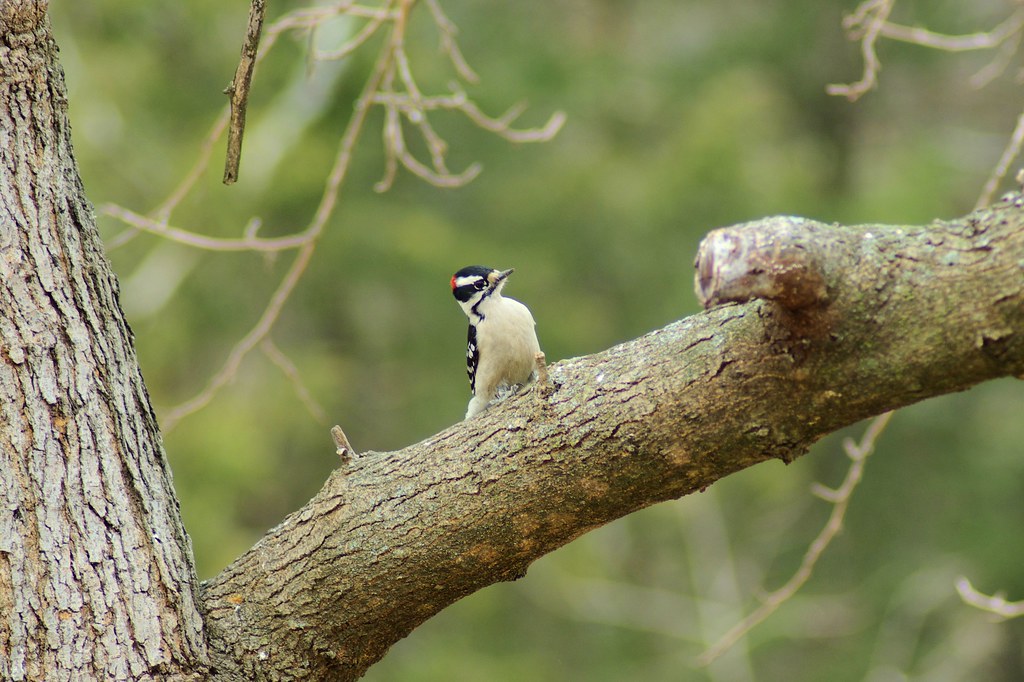 Downy Woodpecker, West-central Arkansas, March 6, 2007 (Pentax K10D)