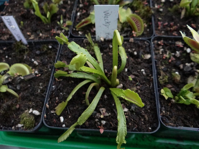 Dionaea muscipula 'Wacky trap'