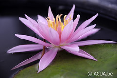 Nymphaea Perry's Cactus Pink