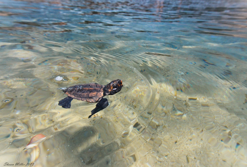 The fast swim out loggerhead sea turtle ( Caretta caretta … | Flickr