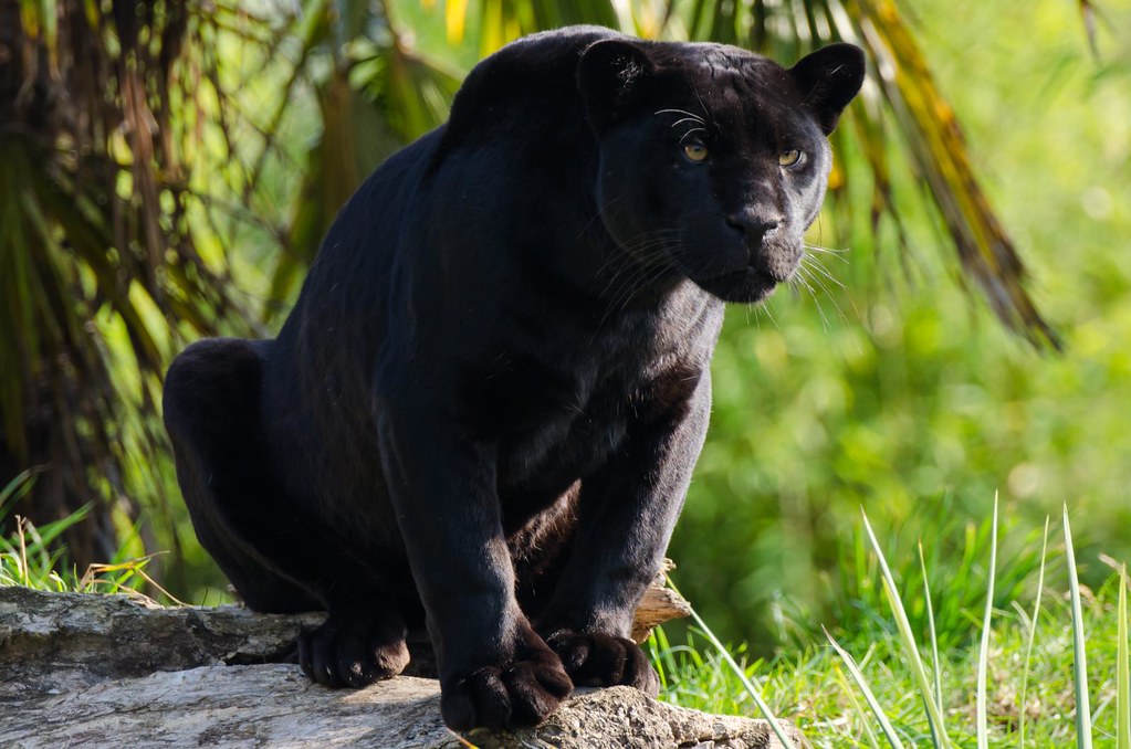  Black  Jaguar  Chester Zoo s Black  Jaguar  Goshi takes 