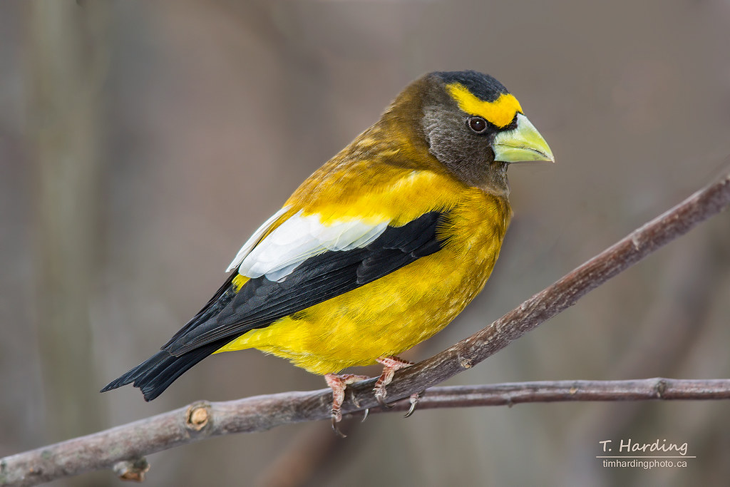 Evening Grosbeak (Coccothraustes vespertinus) | Algonquin Pa… | Flickr