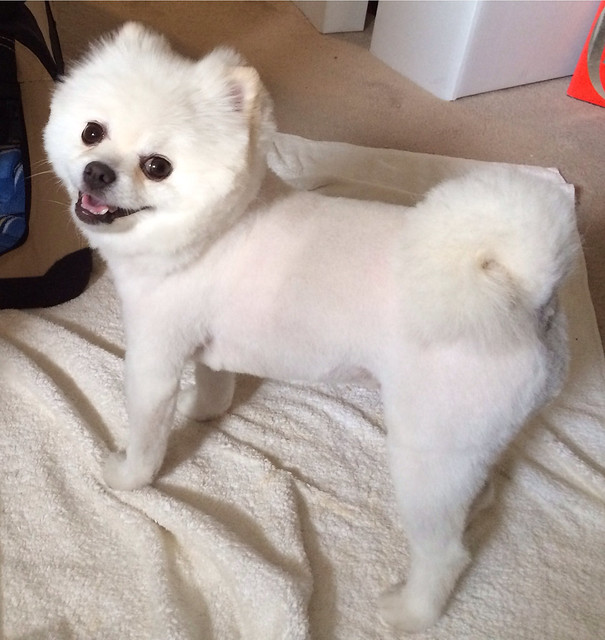 Baby sir tuckid white Pomeranian haircut | Flickr - Photo Sharing!
