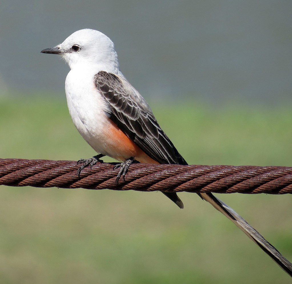 Free Pictures Of Texas Birds 62