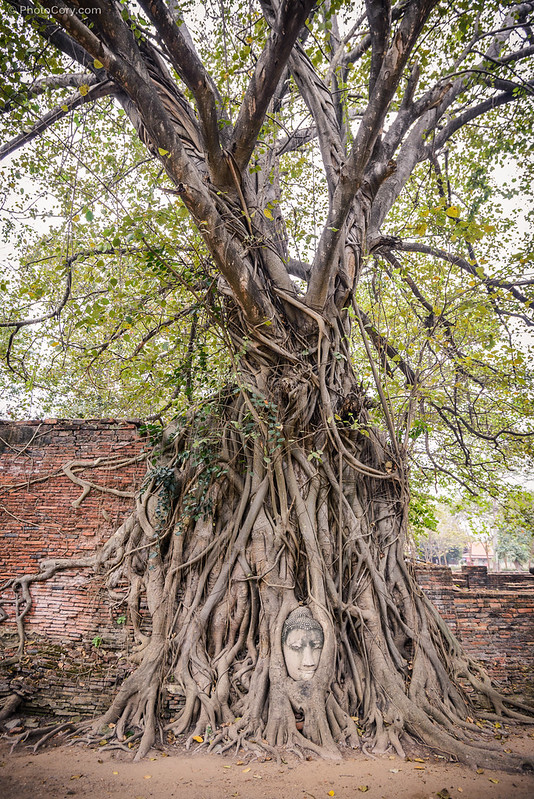 Buddha head in Banyan Tree