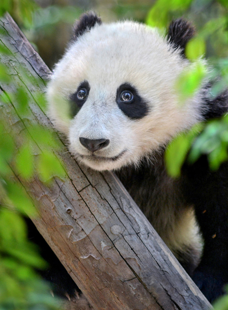 Can't take my eyes off of Wu | Panda cub Xiao Liwu makes goo… | Flickr