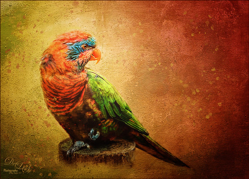 Image of a Red Flanked Lorikeet at the Jacksonville Zoo