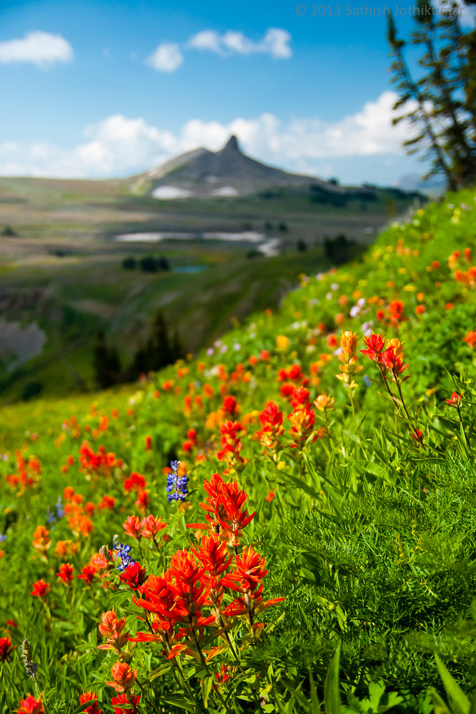 Teton Crest Wildflowers | It was just around a year ago ...