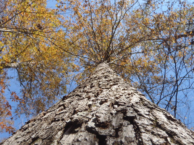 Tall trees and fall foliage at Holliday Lake State Park, Virginia