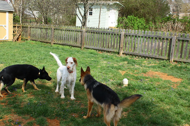 Four-dog play-date