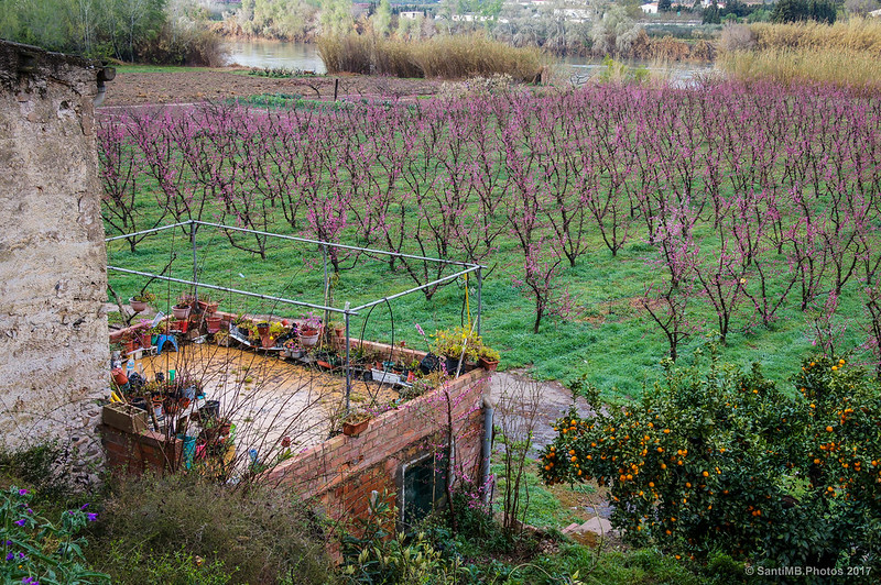 Melocotoneros en flor a orillas del Ebro